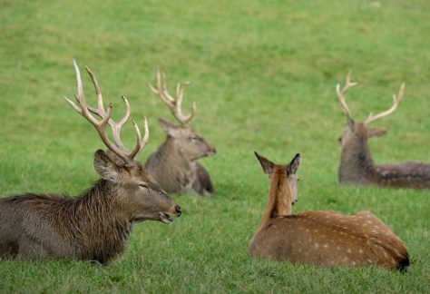 Deer 5711532 960 720